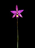 LAELIA ANCEPS, ORCHID