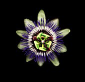 PASSIFLORA CAERULEA, PASSION FLOWER