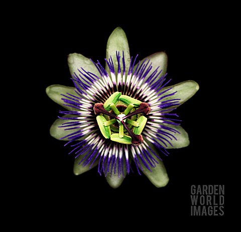 PASSIFLORA_CAERULEA_PASSION_FLOWER