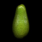 PERSEA AMERICANA, AVOCADO