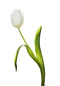 TULIPA, TULIP