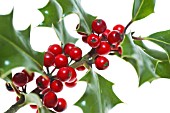 ILEX AQUIFOLIUM, HOLLY