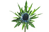 ERYNGIUM X OLIVERIANUM, SEA HOLLY