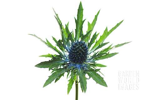 ERYNGIUM_X_OLIVERIANUM_SEA_HOLLY