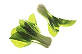 BRASSICA CHINENSIS, PAK CHOI