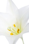 LILIUM LONGIFLORUM, LILY - EASTER LILY