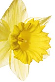 NARCISSUS, DAFFODIL