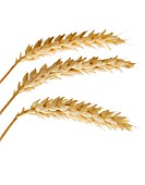 TRITICUM, WHEAT