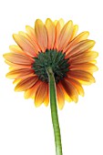 GERBERA, GERBERA