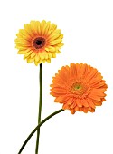 GERBERA, GERBERA