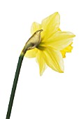 NARCISSUS, DAFFODIL