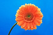 GERBERA, GERBERA