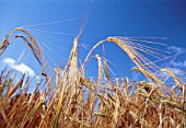 HORDEUM, BARLEY