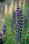 LUPINUS, LUPIN