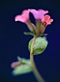 PULMONARIA AUGUSTIFOLIA, LUNGWORT