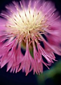 CENTAUREA PULCHERRIMA, KNAPWEED