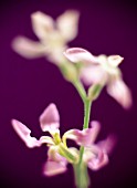 MATTHIOLA LONGIPETALA, NIGHT-SCENTED STOCK