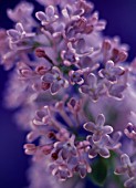 SYRINGA, LILAC