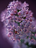 SYRINGA, LILAC