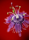 PASSIFLORA CAERULEA RACEMOSA, PASSION FLOWER