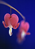 DICENTRA, BLEEDING HEART