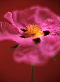 CISTUS, ROCK ROSE