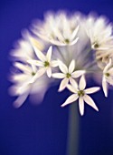 ALLIUM URSINUM, WILD GARLIC, RAMSONS