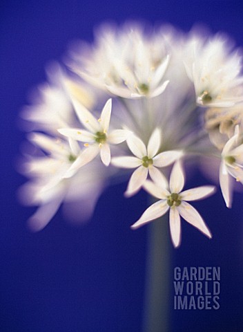 ALLIUM_URSINUM_WILD_GARLIC_RAMSONS