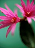 APOROCACTUS, CACTUS