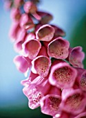 DIGITALIS PURPUREA, FOXGLOVE