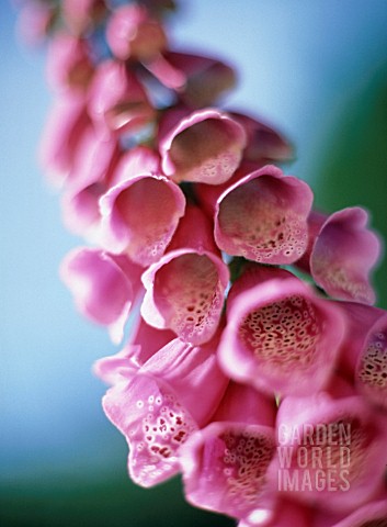 DIGITALIS_PURPUREA_FOXGLOVE