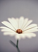 OSTEOSPERMUM, OSTEOSPERMUM