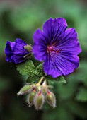 GERANIUM IBERICUM, GERANIUM, CRANESBILL