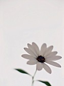 OSTEOSPERMUM, OSTEOSPERMUM