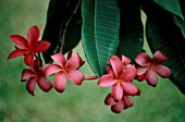 PLUMERIA RUBRA, FRANGIPANI, WEST INDIAN JASMINE, MONOI