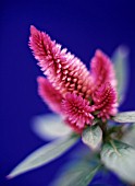 CELOSIA CARACAS, CELOSIA