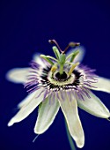 PASSIFLORA CAERULEA, PASSION FLOWER