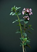 THYMUS VULGARIS, THYME