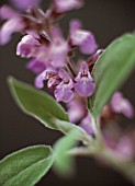 SALVIA OFFICINALIS, SAGE