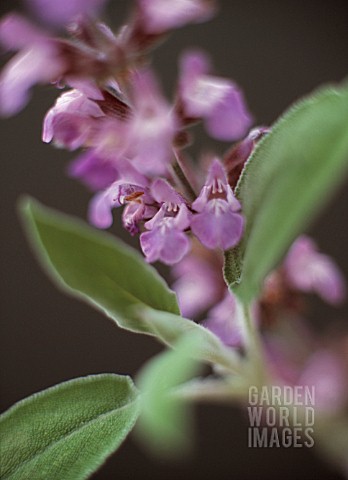 SALVIA_OFFICINALIS_SAGE