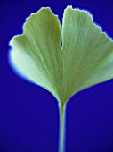 GINKGO BILOBA, GINKGO, MAIDENHAIR TREE