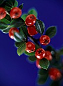COTONEASTER, COTONEASTER