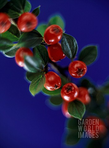COTONEASTER_COTONEASTER