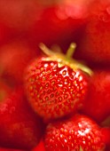 FRAGARIA X ANANASSA, STRAWBERRY