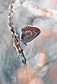 BUTTERFLY ON FROSTED SEEDHEAD