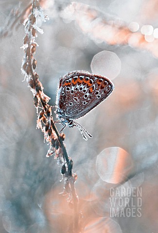 BUTTERFLY_ON_FROSTED_SEEDHEAD