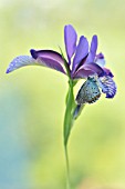 BLUE BUTTERFLY ON IRIS