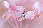 COMMON BLUE BUTTERFLY. COLOURS HAVE BEEN MANIPULATED TO GIVE OVERALL PINK HUE TO FLOWER AND BACKGROUND.