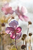 TRANSLUCENT PETALS OF ANEMONE