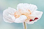 ICELANDIC POPPY WITH PAIR OF LADYBIRDS